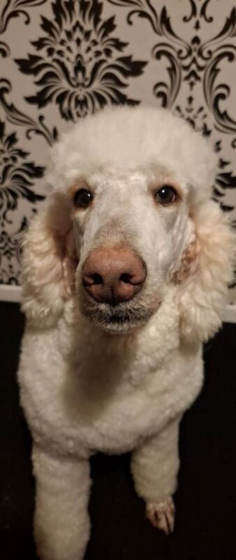 Standard Poodle - Image 2 of 3