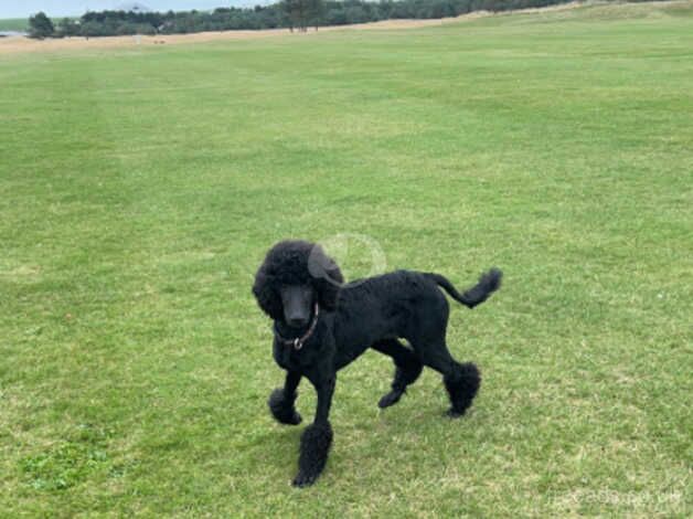 Poodle puppies for sale in Dundee, City of Dundee – 2 years old - Image 2 of 3