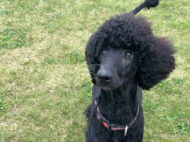 Poodle puppies for sale in Dundee, City of Dundee – 2 years old - Image 3 of 3