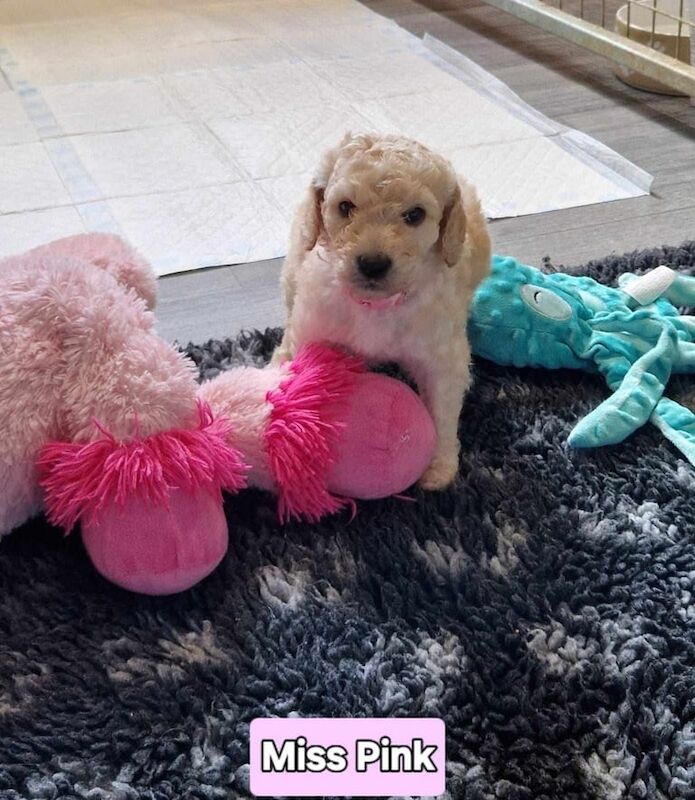 Poodle Puppies For Sale Under £1,000