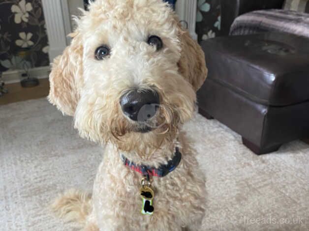 Poodle puppies for sale in Deeside – 2 years old - Image 1 of 2