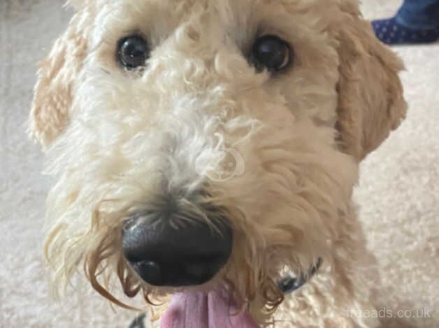 Poodle puppies for sale in Deeside – 2 years old - Image 2 of 2