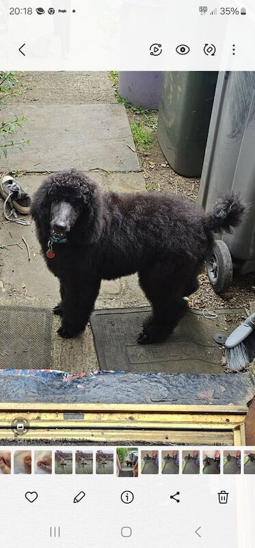 Poodle puppies for sale in Bradford, West Yorkshire – 4 months old