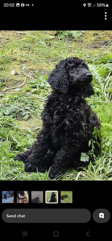 Poodle puppies for sale in Bradford, West Yorkshire – 4 months old - Image 2 of 3