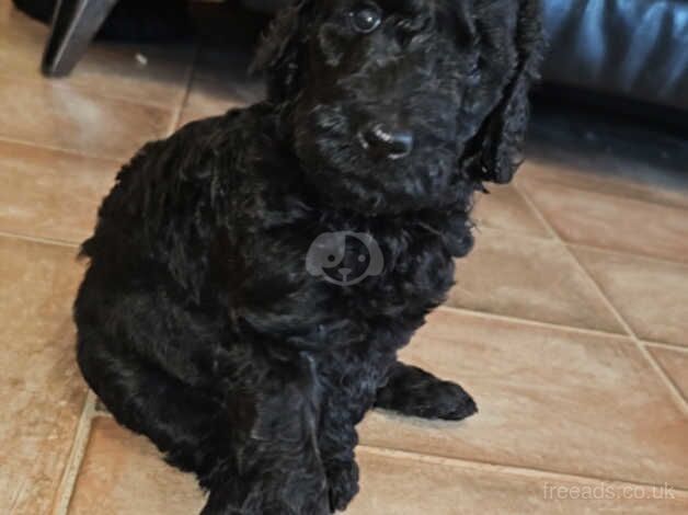 Poodle puppies for sale in Strabane – KC registered, 1 year old - Image 1 of 5