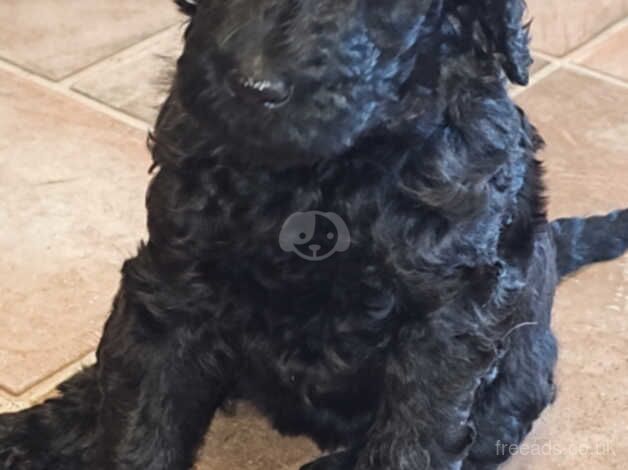 Poodle puppies for sale in Strabane – KC registered, 1 year old - Image 2 of 5