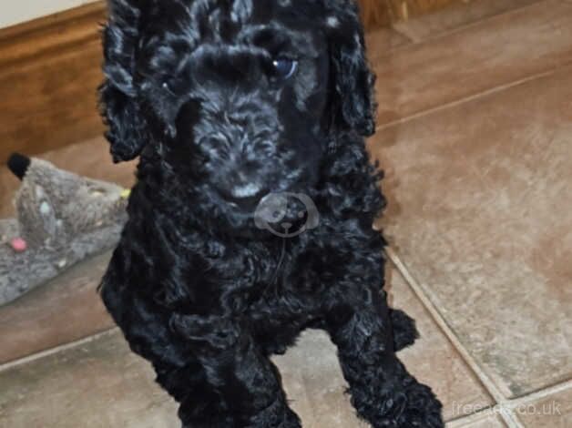 Poodle puppies for sale in Strabane – KC registered, 1 year old - Image 3 of 5