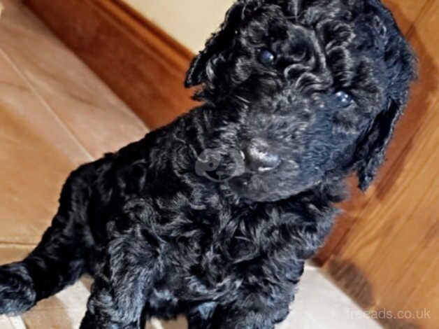 Poodle puppies for sale in Strabane – KC registered, 1 year old - Image 4 of 5
