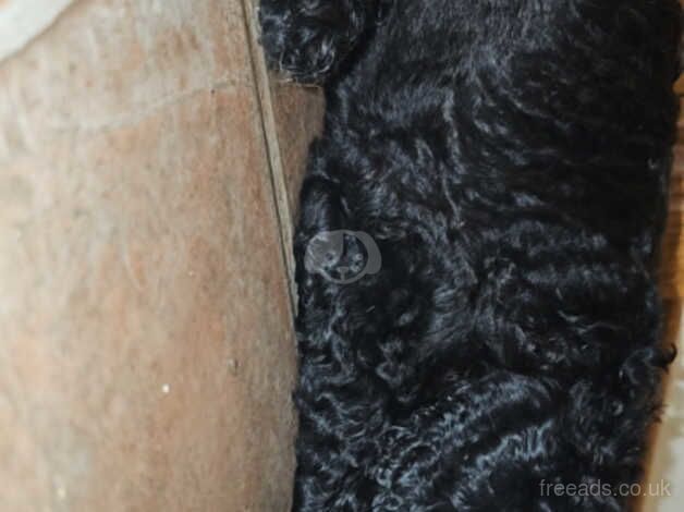 Poodle puppies for sale in Strabane – KC registered, 1 year old - Image 5 of 5