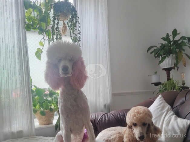 Poodle puppies for sale in Bacup, Lancashire – KC registered, 2 years old - Image 2 of 5