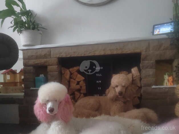 Poodle puppies for sale in Bacup, Lancashire – KC registered, 2 years old - Image 3 of 5