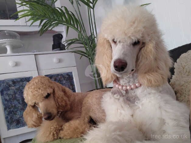 Poodle puppies for sale in Bacup, Lancashire – KC registered, 2 years old - Image 5 of 5