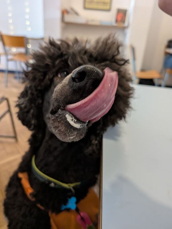Poodle puppies for sale in Sheffield, South Yorkshire – 1 year old