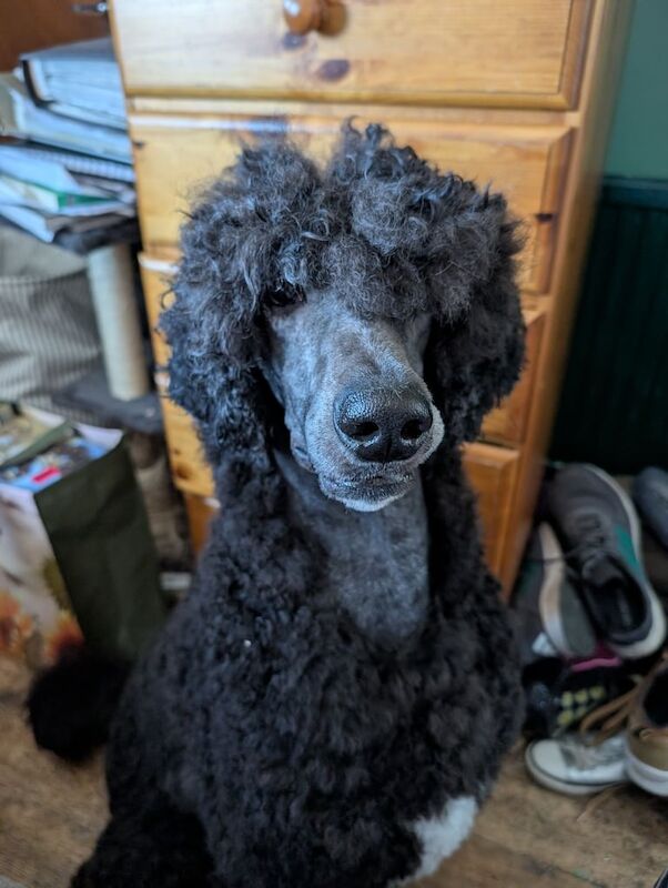 Poodle puppies for sale in Sheffield, South Yorkshire – 1 year old - Image 2 of 3