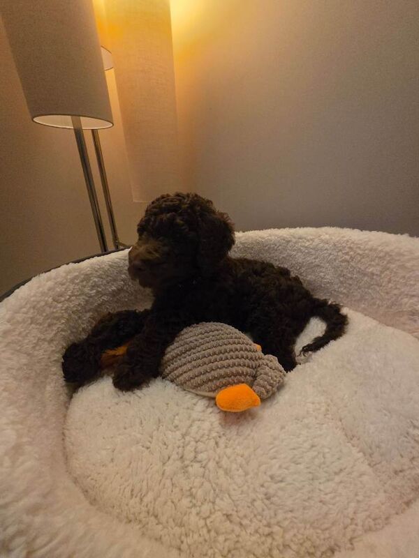 Kennel Club Registered Poodle Puppies For Sale