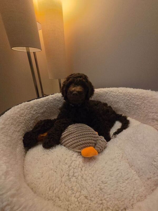 Poodle puppies for sale in Stanford-le-Hope, Essex – KC registered, 9 weeks old - Image 2 of 3