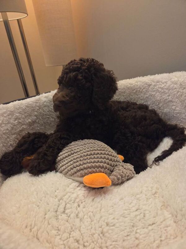 Poodle puppies for sale in Stanford-le-Hope, Essex – KC registered, 9 weeks old - Image 3 of 3