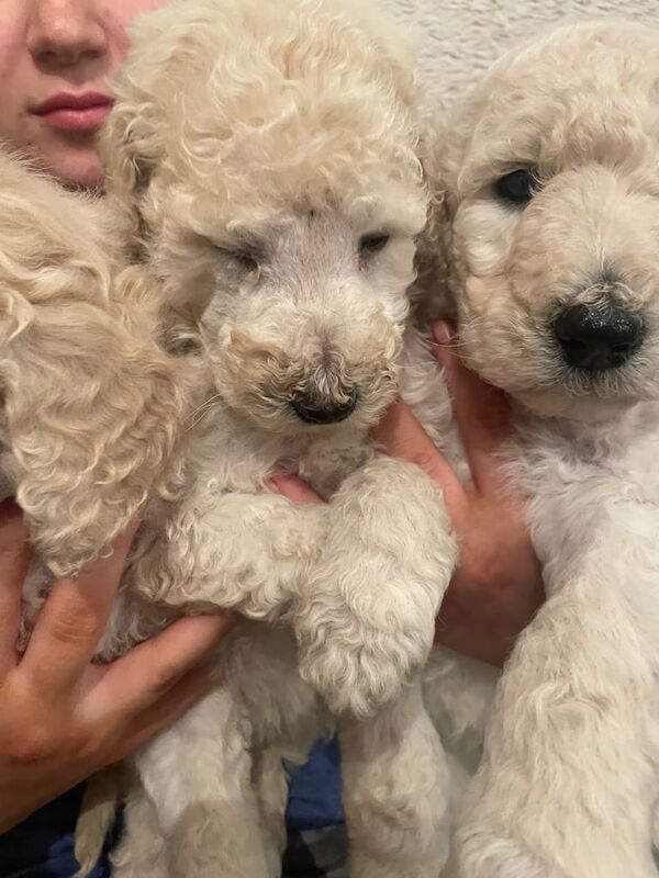 Standard Poodle puppies for sale in Coleraine, County Londonderry - Image 3