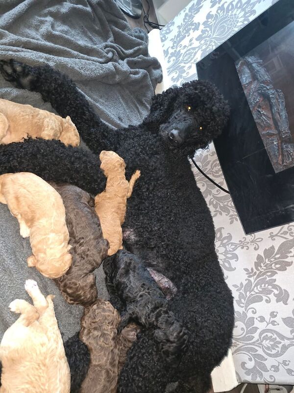 Standard Poodle Puppies for sale in Culverhouse Cross, South Glamorgan