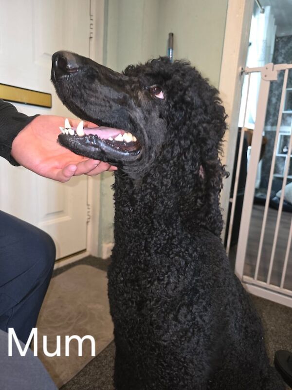 Standard Poodle Puppies for sale in Culverhouse Cross, South Glamorgan | Image 2