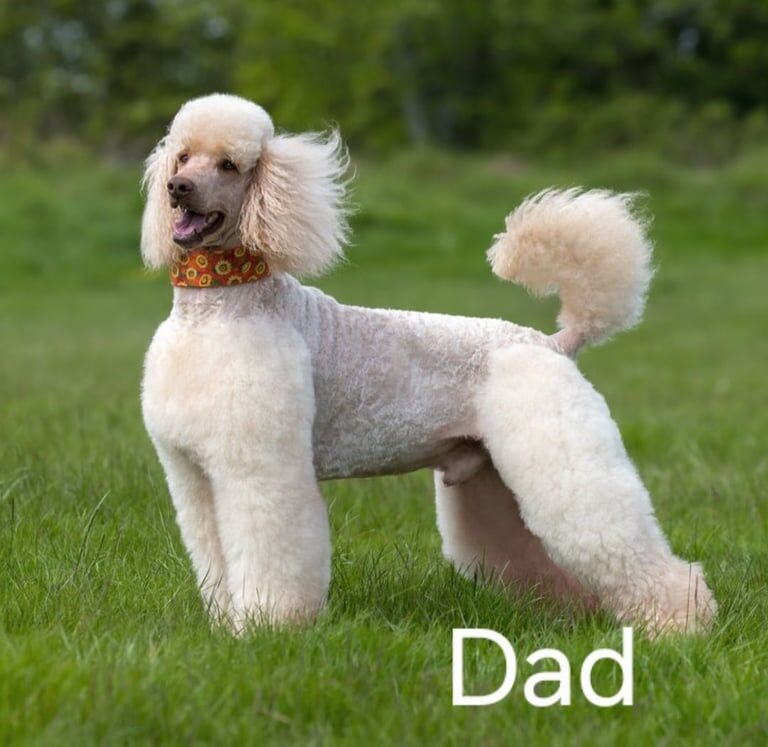 Standard Poodle Puppies for sale in Culverhouse Cross, South Glamorgan | Image 3