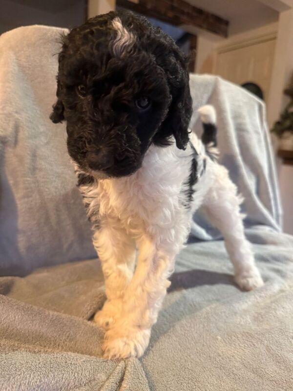Poodle puppies for sale in Bransholme, East Riding Of Yorkshire – KC registered, 5 weeks old