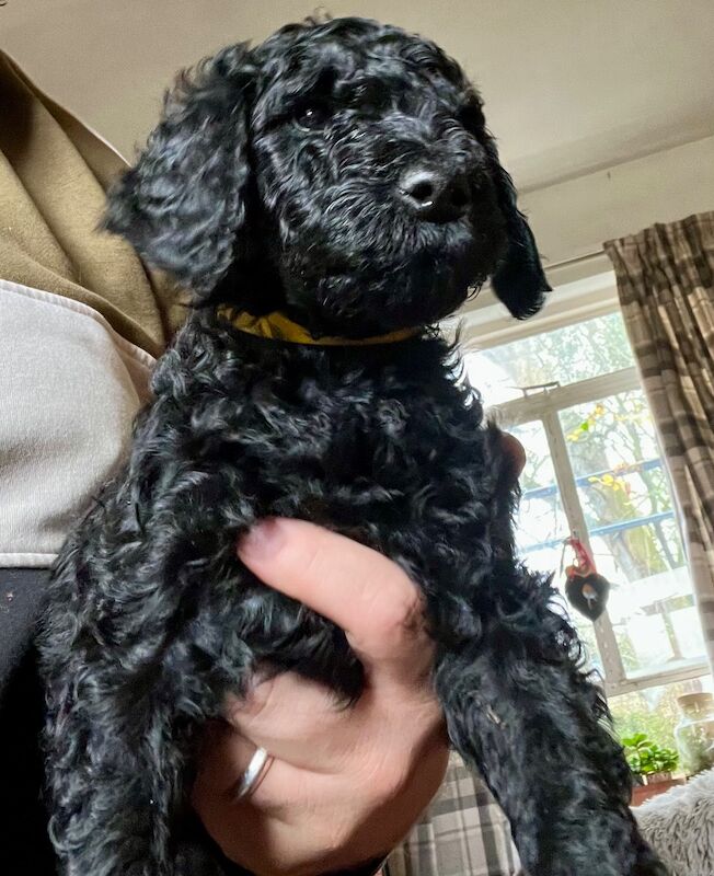 Kennel Club Registered Poodle Puppies For Sale