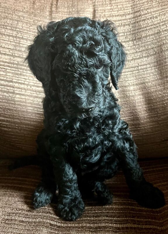 Poodle puppies for sale in Thetford, Norfolk – KC registered, 7 weeks old - Image 4 of 12
