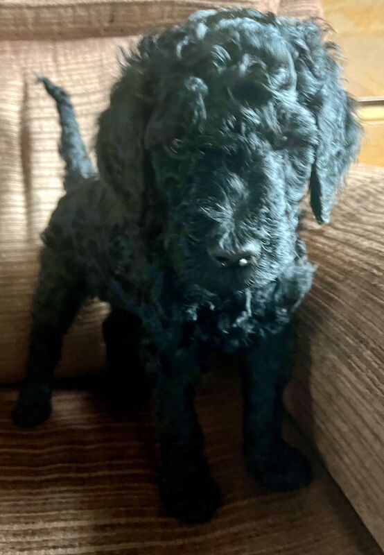 Poodle puppies for sale in Thetford, Norfolk – KC registered, 7 weeks old - Image 5 of 12