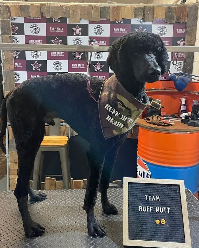 Poodle puppies for sale in Thetford, Norfolk – KC registered, 7 weeks old - Image 8 of 12