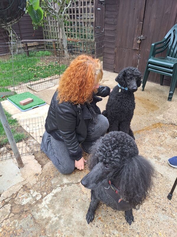 Poodle puppies for sale in Thetford, Norfolk – KC registered, 7 weeks old - Image 9 of 12