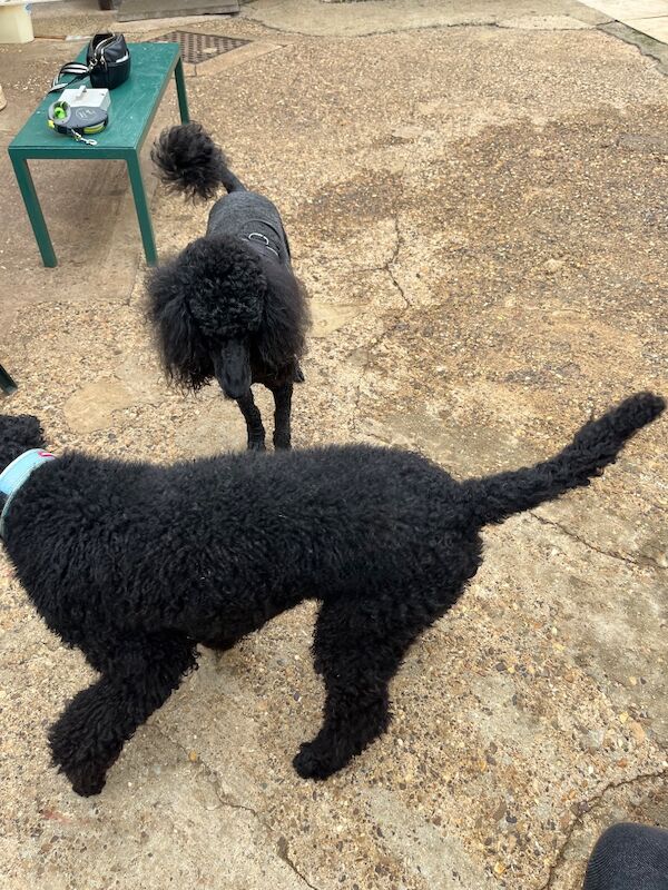 Poodle puppies for sale in Thetford, Norfolk – KC registered, 7 weeks old - Image 10 of 12