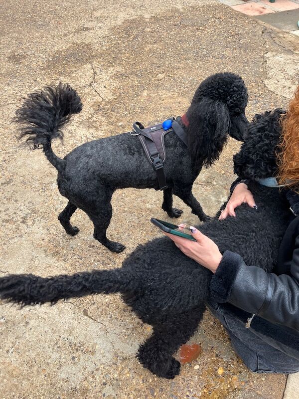 Poodle puppies for sale in Thetford, Norfolk – KC registered, 7 weeks old - Image 11 of 12