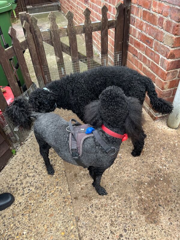 Poodle puppies for sale in Thetford, Norfolk – KC registered, 7 weeks old - Image 12 of 12
