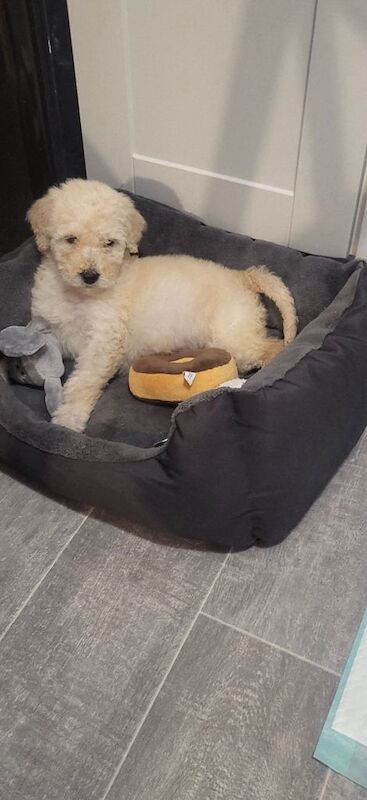 Poodle Puppies For Sale Under £1,000