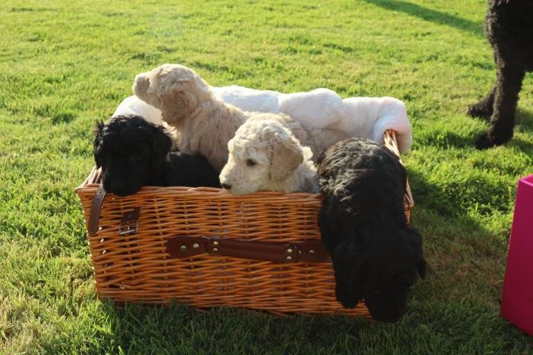 Standard Poodle Puppies