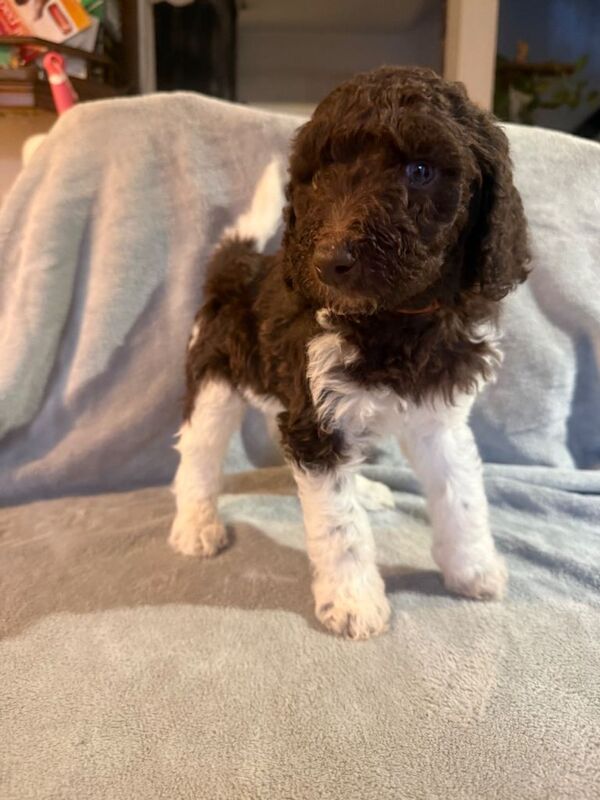 Poodle Puppies For Sale
