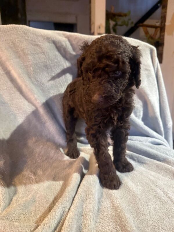 Poodle puppies for sale in Bransholme, East Riding Of Yorkshire – KC registered, 5 weeks old - Image 2 of 3