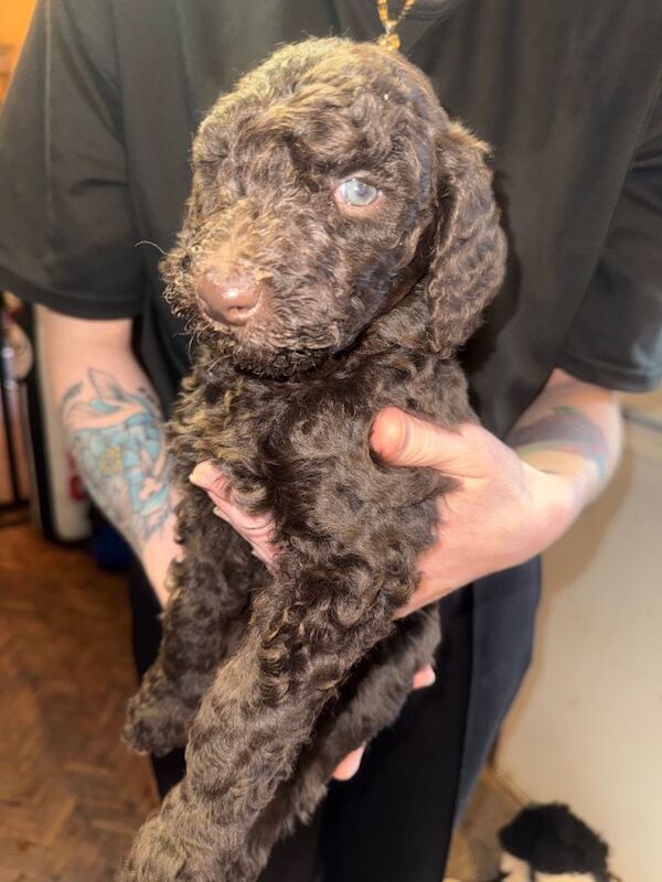 Poodle puppies for sale in Bransholme, East Riding Of Yorkshire – KC registered, 5 weeks old - Image 3 of 3