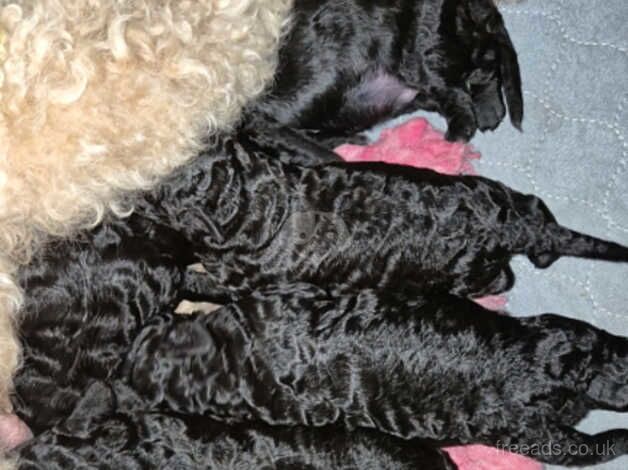 Standard Poodle Puppies - Image 2 of 5
