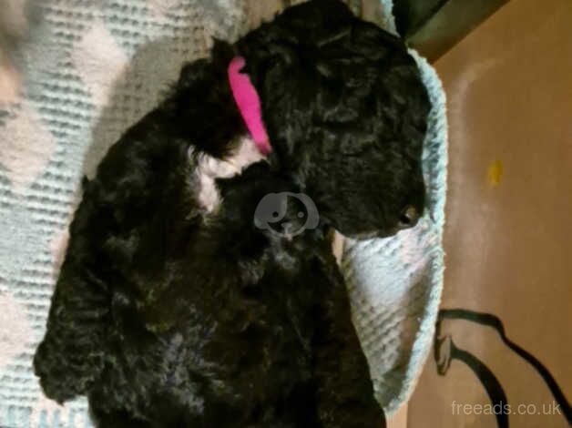 Standard Poodle Puppies - Image 3 of 5