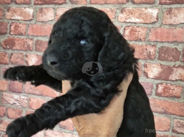 Standard Poodle Puppies - Image 4 of 5