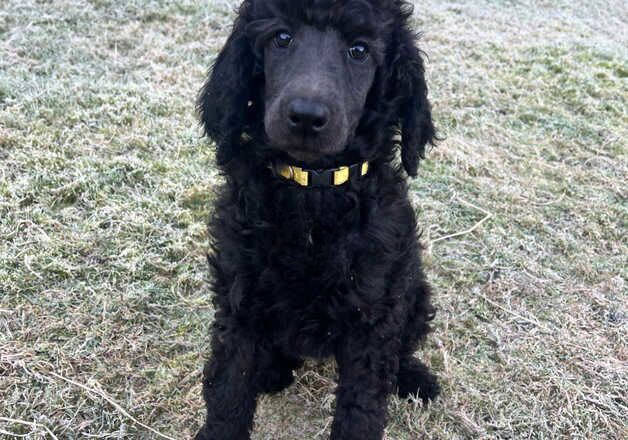 Poodle puppies for sale in Malton, North Yorkshire – 9 months old - Image 1 of 2