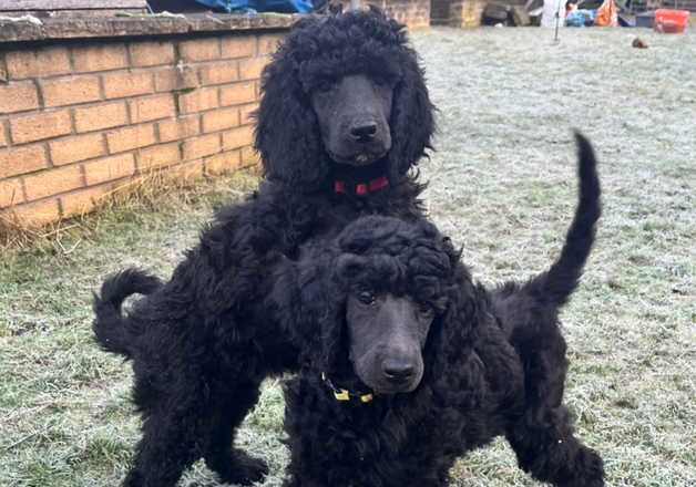 Poodle puppies for sale in Malton, North Yorkshire – 9 months old - Image 2 of 2