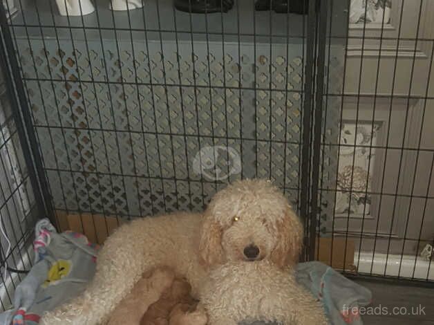 Poodle puppies for sale in Newcastle Upon Tyne, Tyne and Wear – KC registered, 9 months old - Image 1 of 5