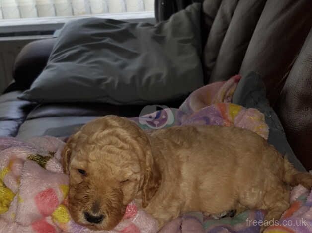 Poodle puppies for sale in Newcastle Upon Tyne, Tyne and Wear – KC registered, 9 months old - Image 2 of 5