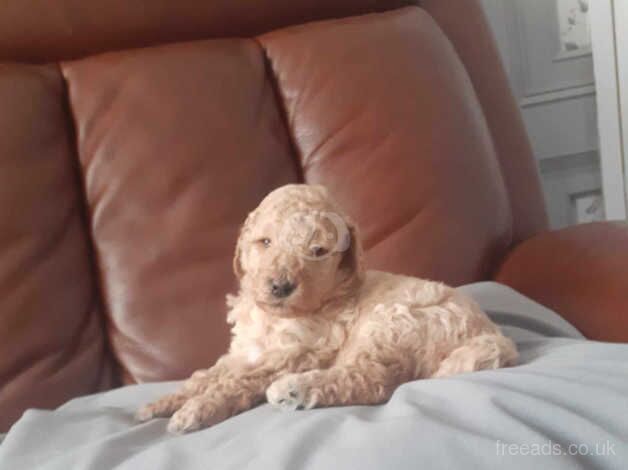 Poodle puppies for sale in Newcastle Upon Tyne, Tyne and Wear – KC registered, 9 months old - Image 3 of 5