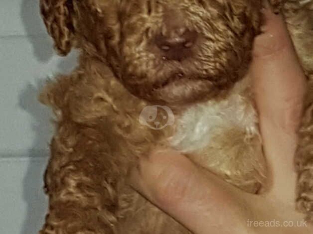 Poodle puppies for sale in Newcastle Upon Tyne, Tyne and Wear – KC registered, 9 months old - Image 4 of 5