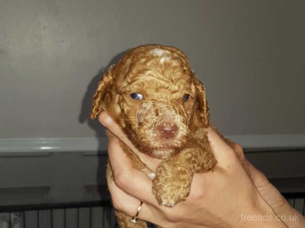 Poodle puppies for sale in Newcastle Upon Tyne, Tyne and Wear – KC registered, 9 months old - Image 5 of 5