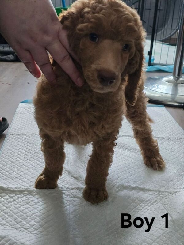 Poodle puppies for sale in Culverhouse Cross, South Glamorgan – KC registered, 8 weeks old